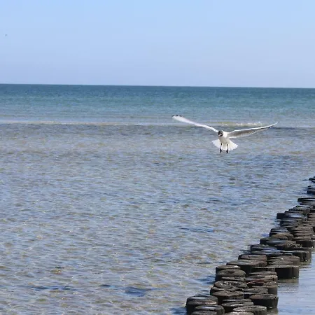 Апартаменты Darsskrabbe