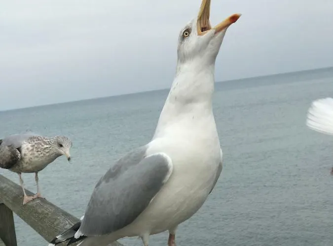 Darsskrabbe * Преров